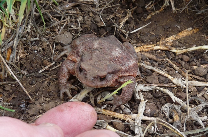Rospetto comune - Bufo bufo